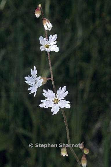 lithophragma parviflorum var parviflorum 3 graphic